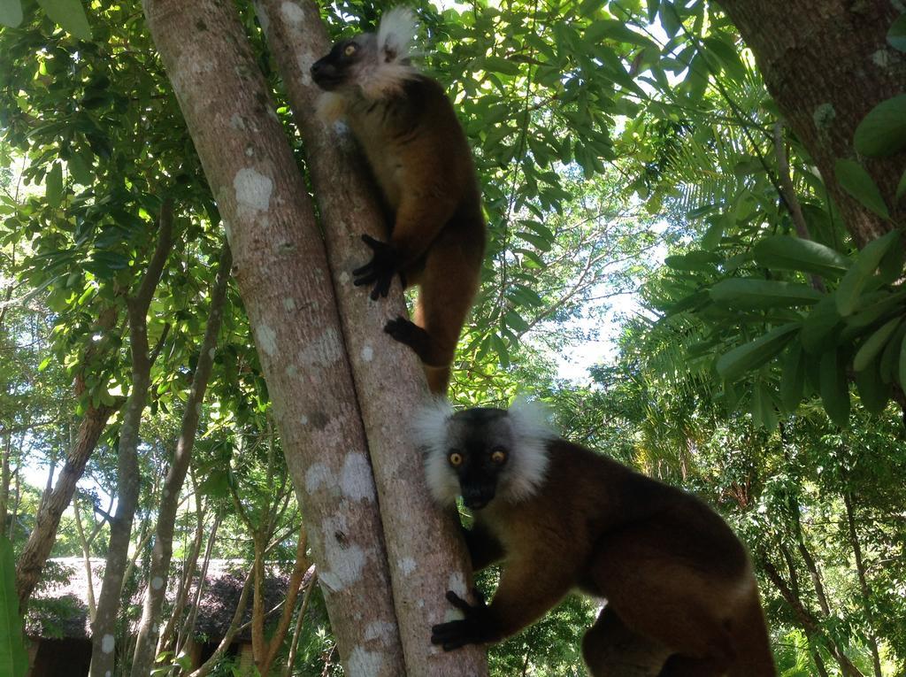 Coco Komba Lodge Nosy Komba المظهر الخارجي الصورة